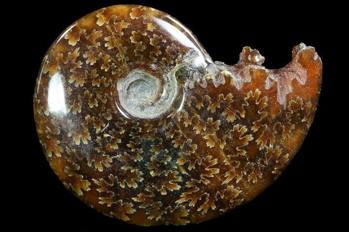 Polished, Agatized Ammonite (Cleoniceras) - Madagascar #73258
